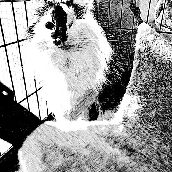 Meet your Posher, Caeli - Picture 15 of 16